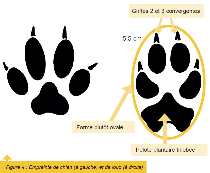 Le loup Point sur l’actualité Alliance Elevage — free download